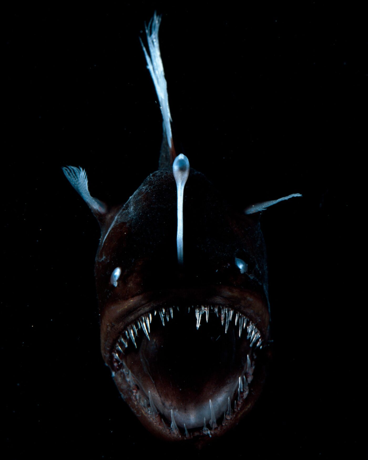 david shale 1400x1749 1