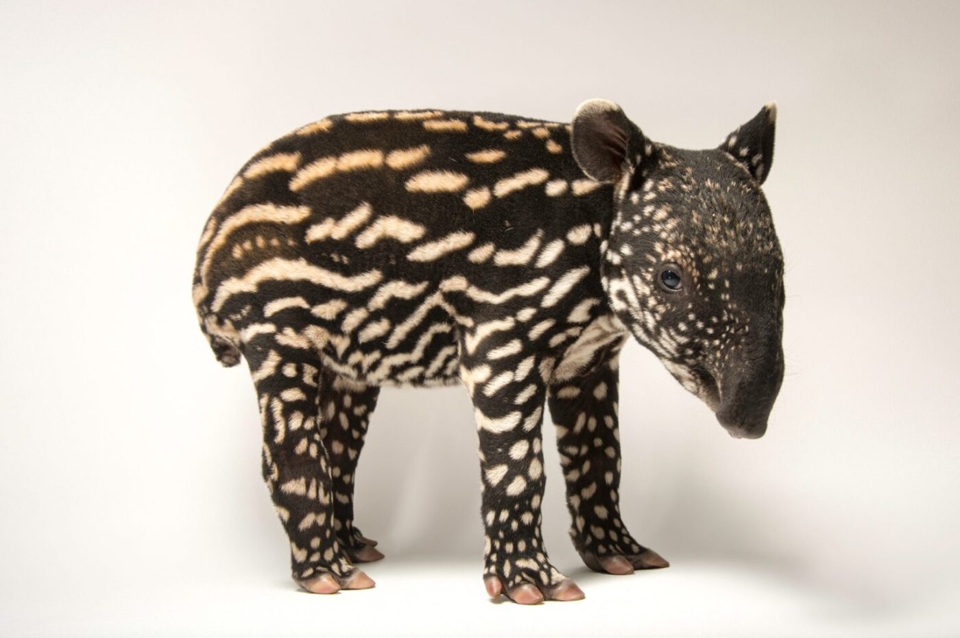 joel sartore 1400x931 1